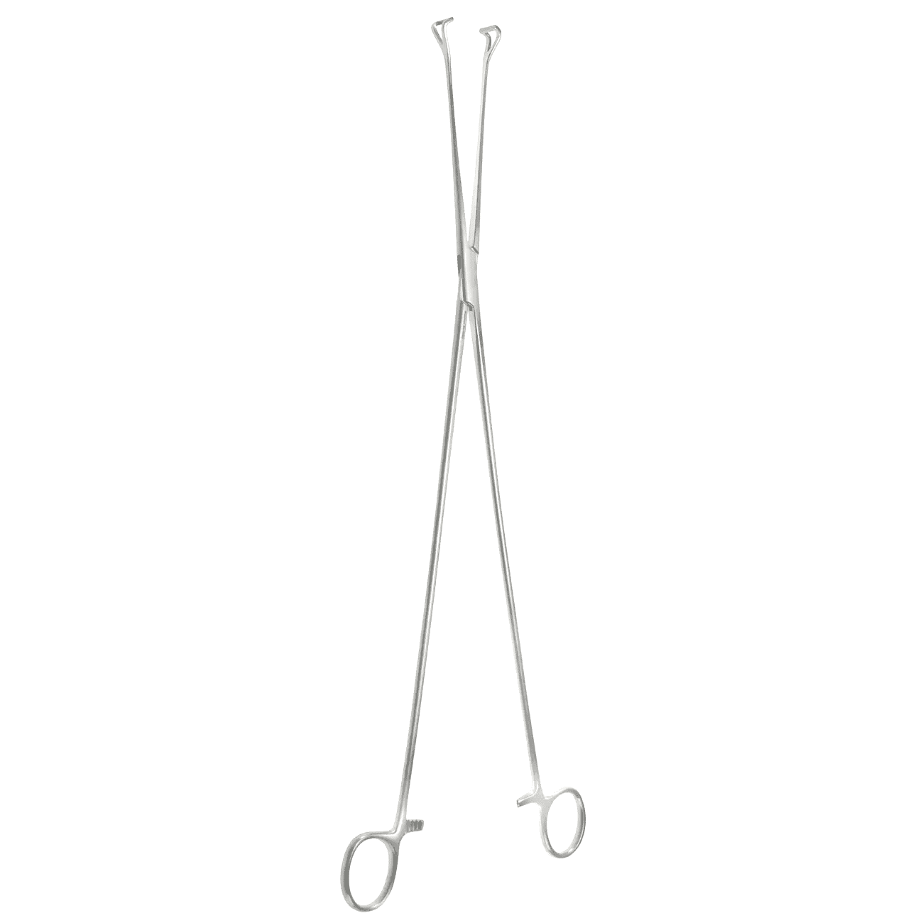 16″ Babcock Tissue Forceps