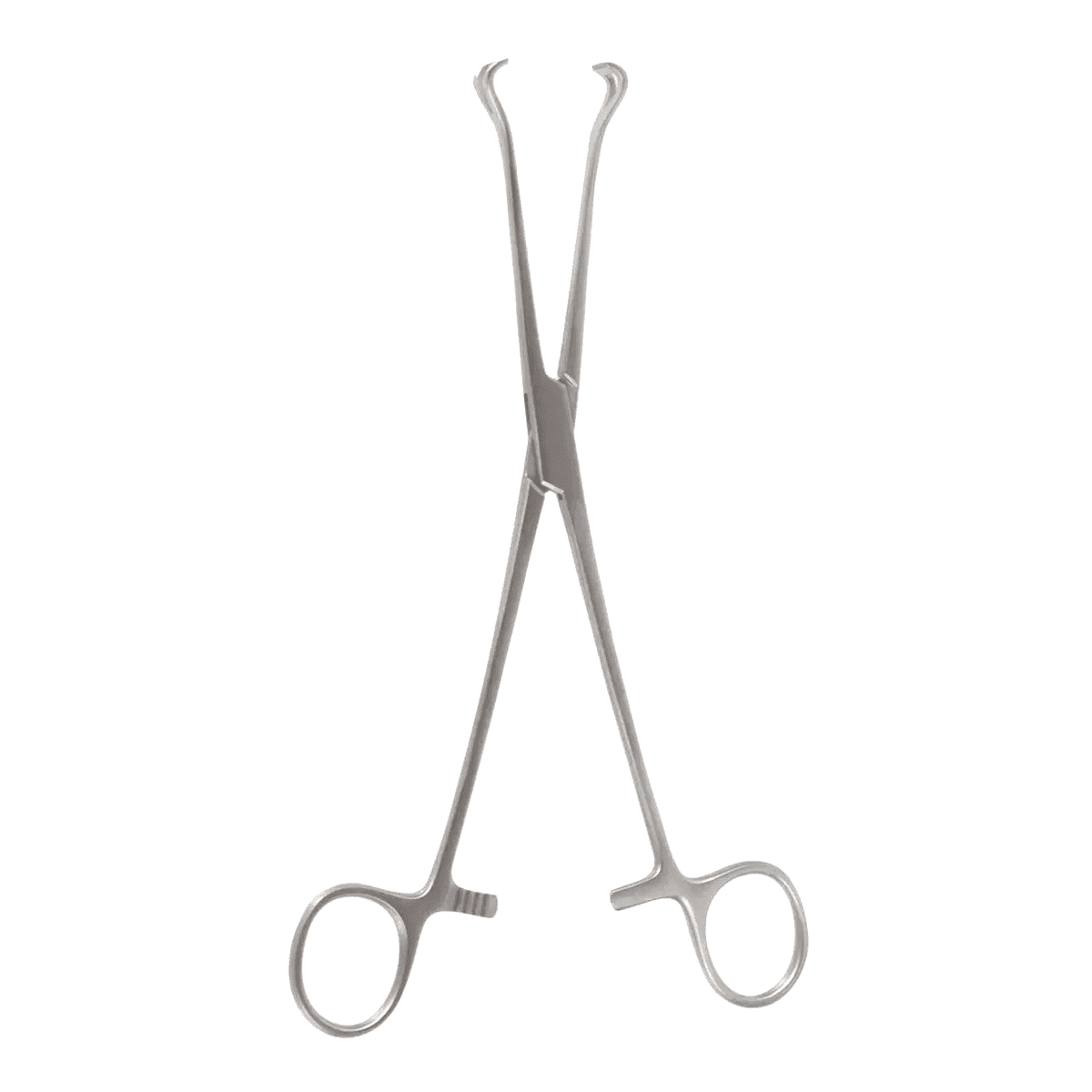 8″ Babcock Tissue Forceps – 1/2″ wide